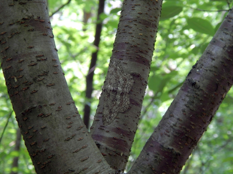 Hypomecis punctinalis? S